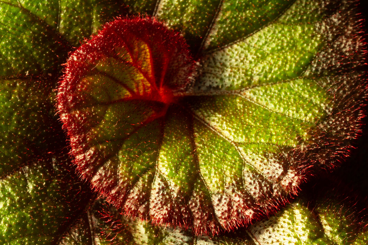 leaf_curled_0189_C1