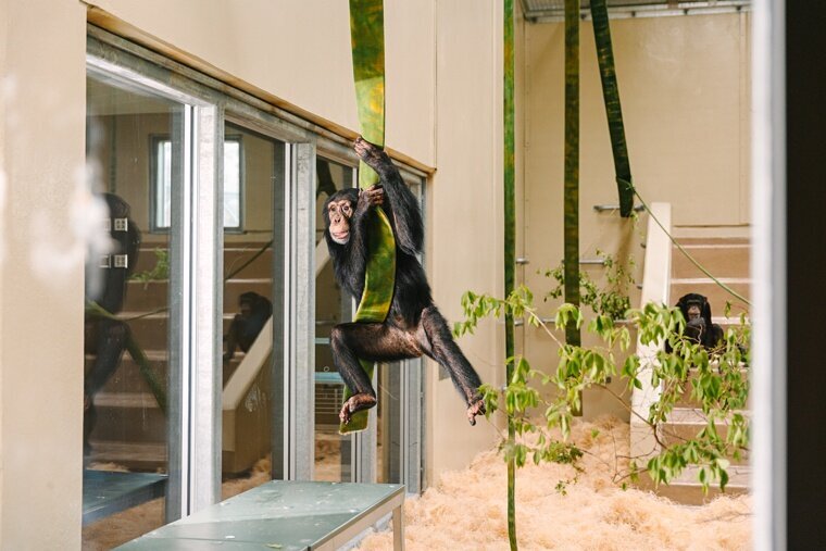 Chimps-8