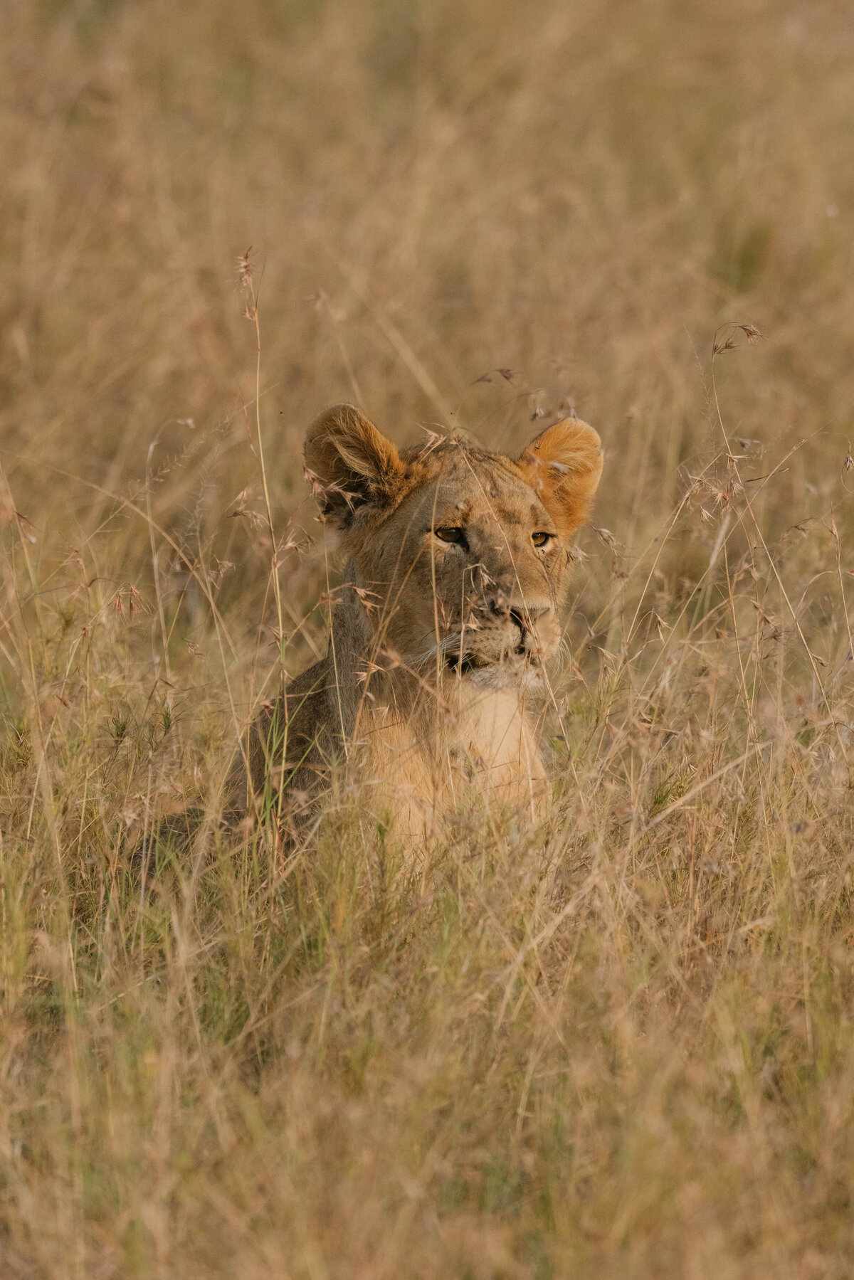 lion-cub-tanzania_4415