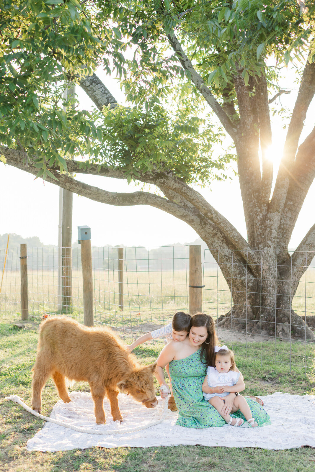 Baby Cow Minis-54