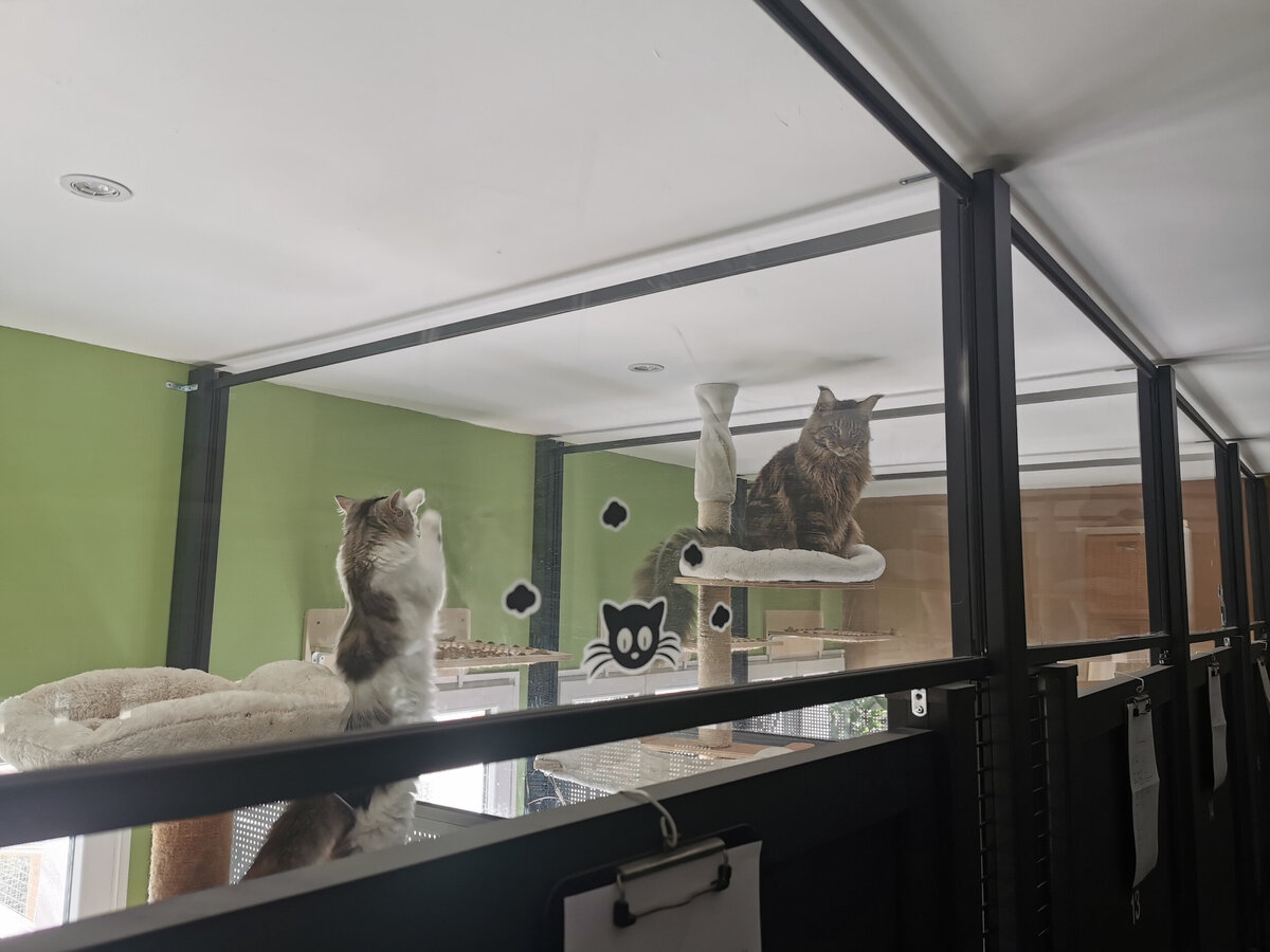 Chat dans son box privatif dans la pension pour chats Pet's Home