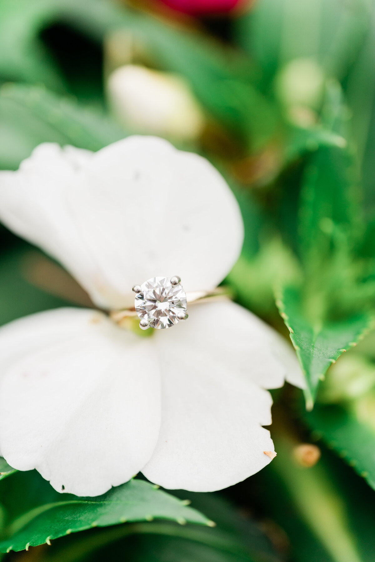 Diamond ring on a white flower