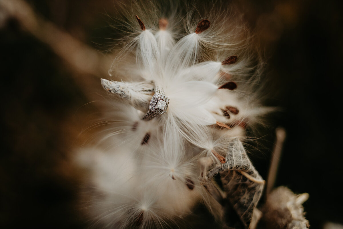 YUCCA SEED FLOWERING RING SHOT