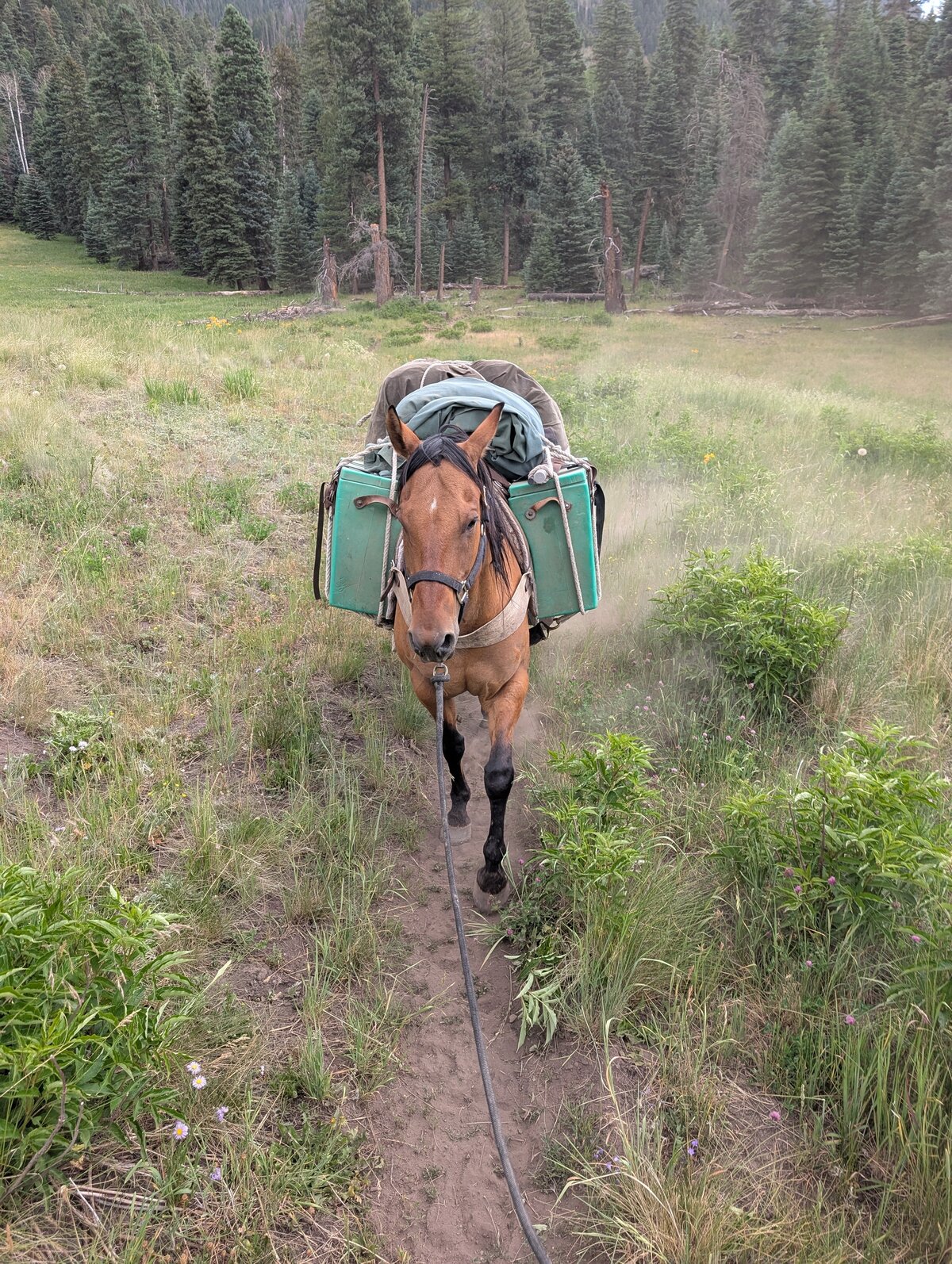 PXL_20250707_184539871.RAW-01.MP.COVER