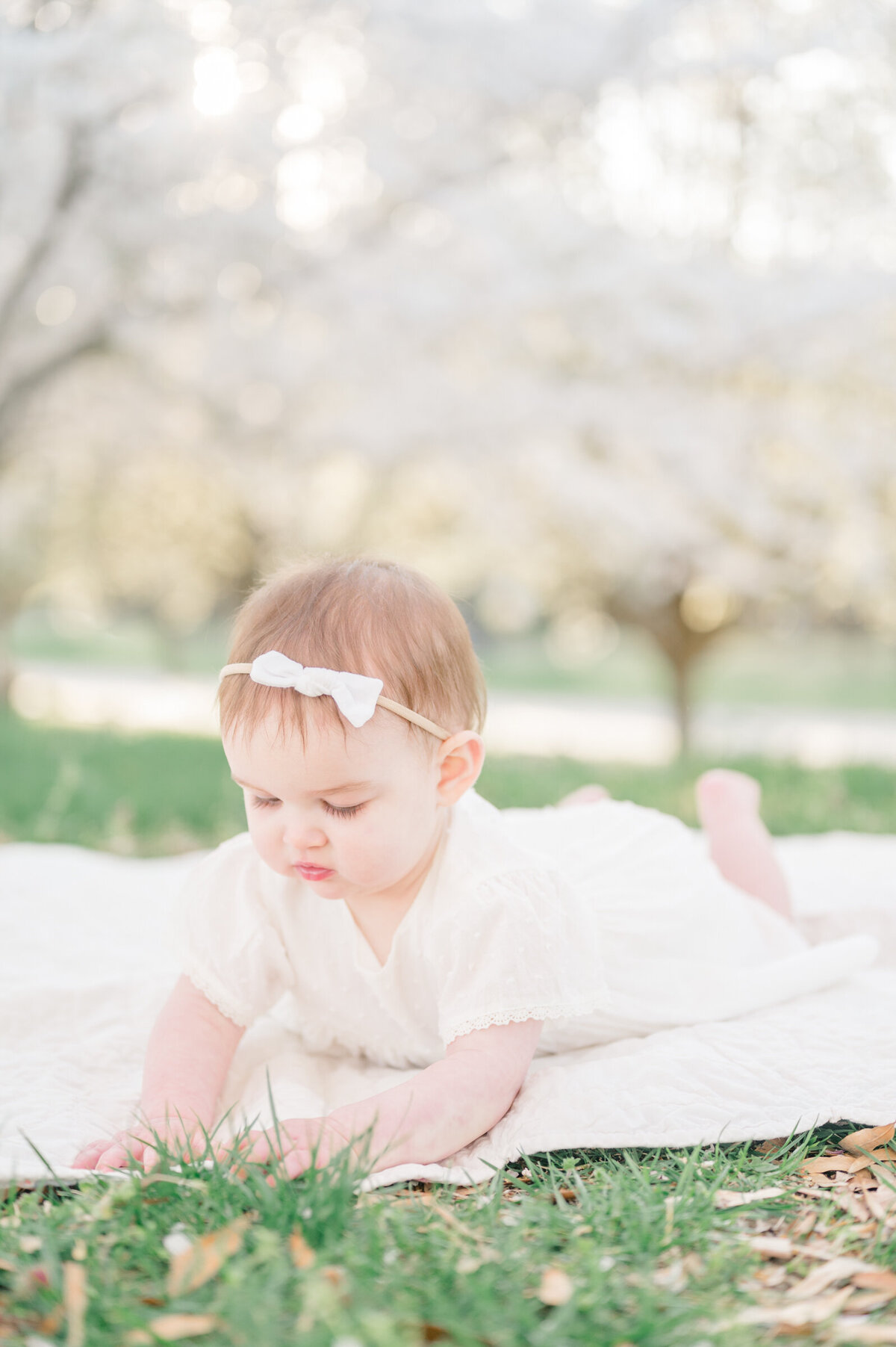 one-year-milestone-cherry-blossoms-4