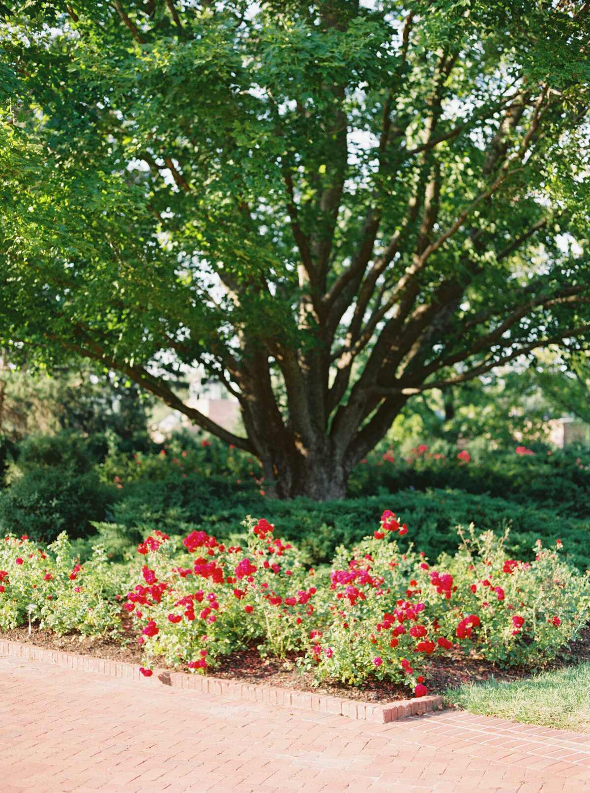 Summer Chicago Botanic Gardens Wedding Highlights | Amarachi Ikeji Photography 11