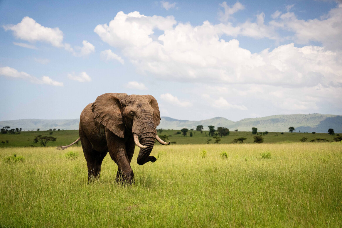 TAASA Lodge - Wildlife & Safari (18)