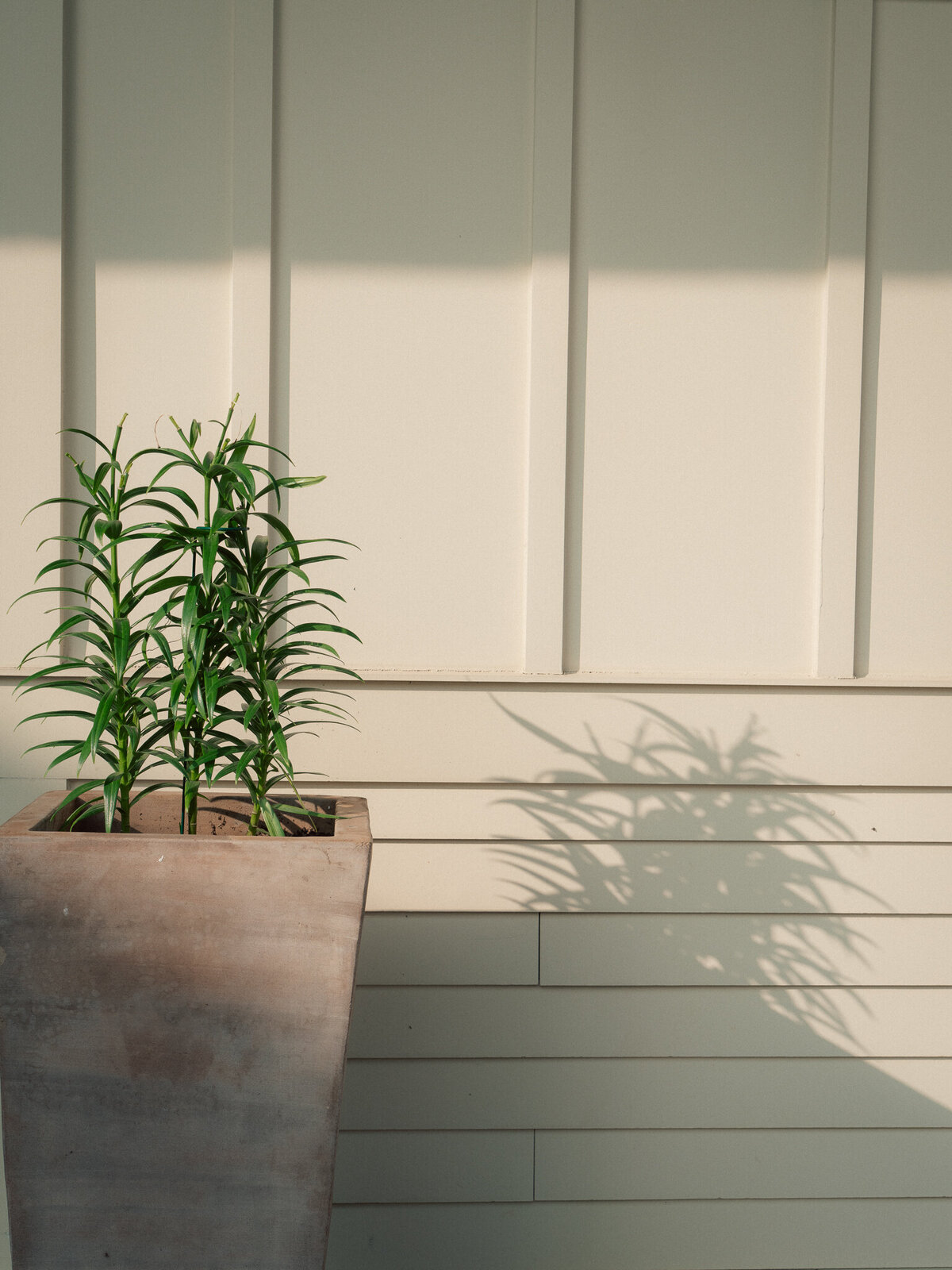 Modern planter with green plant casting shadow on wall