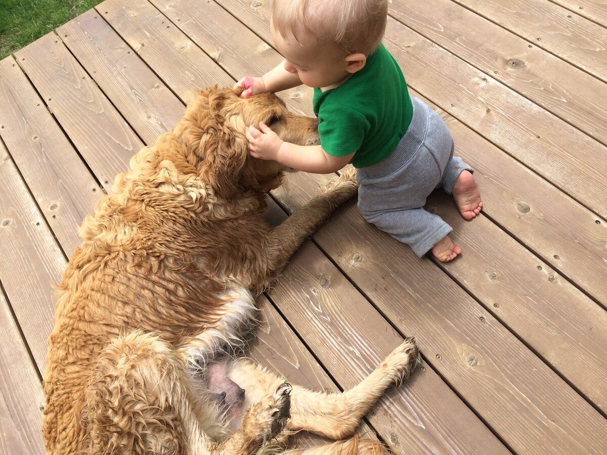 Appelgate-Golden-Retriever-Puppies-Molly-12