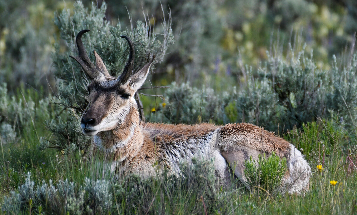 Pronghorn 2