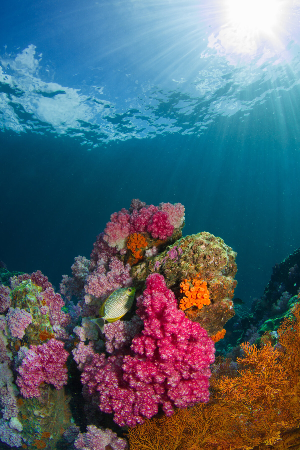 sealife_01b