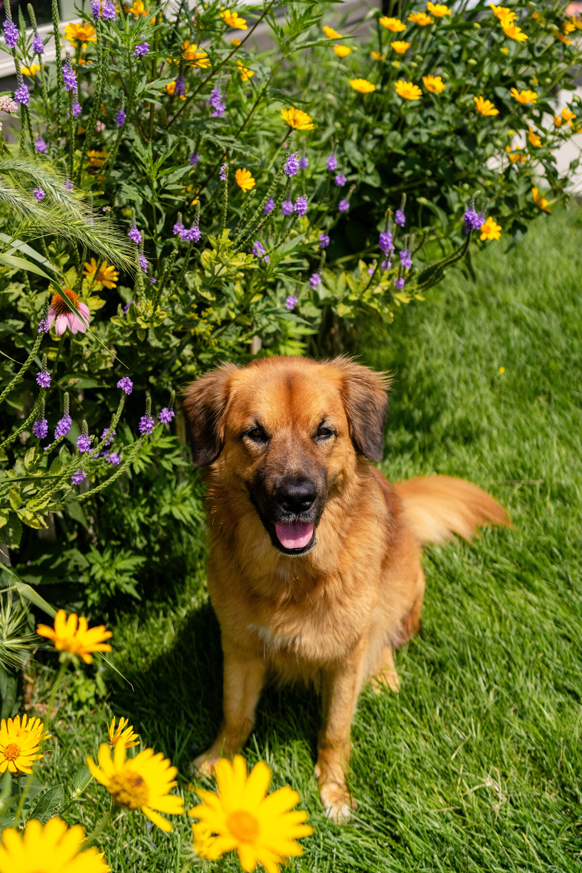 Jasper adoptaversary-12