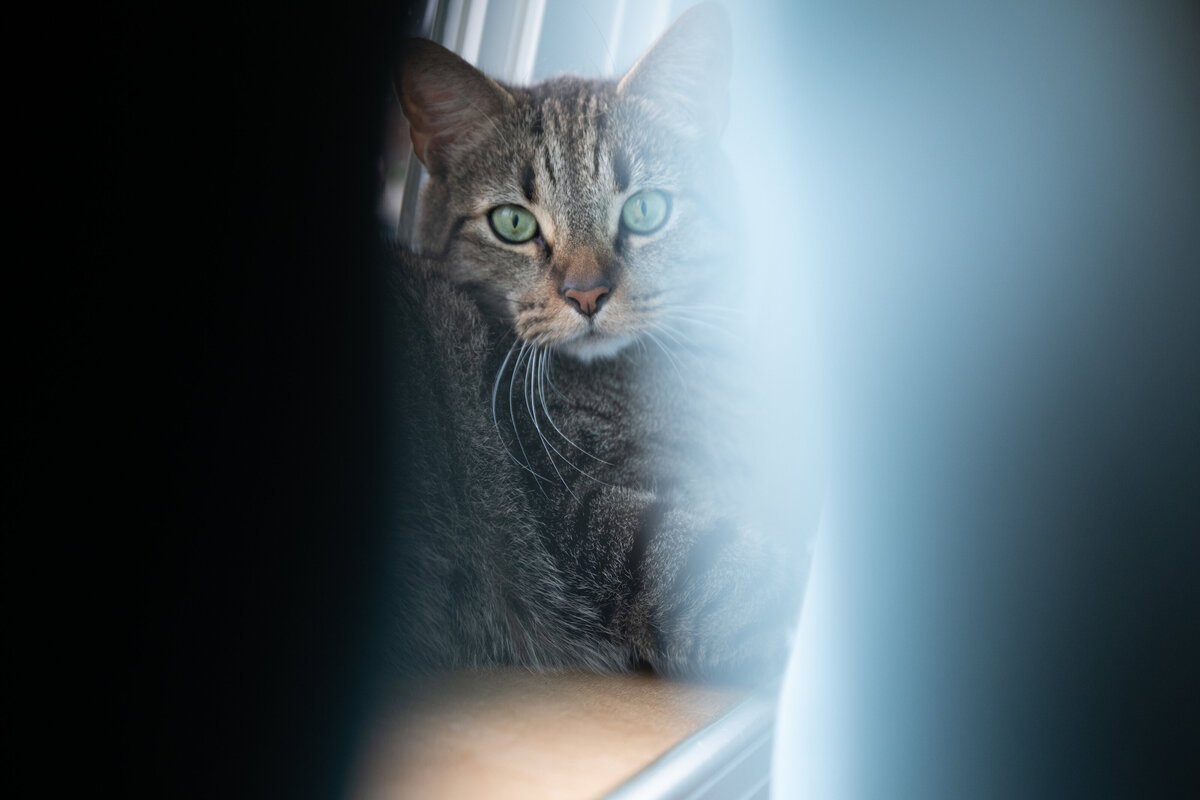 Revelaire Maryland Fine Art Pet Photography Cat 3