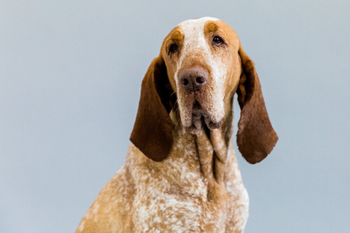 San Francisco pet photography