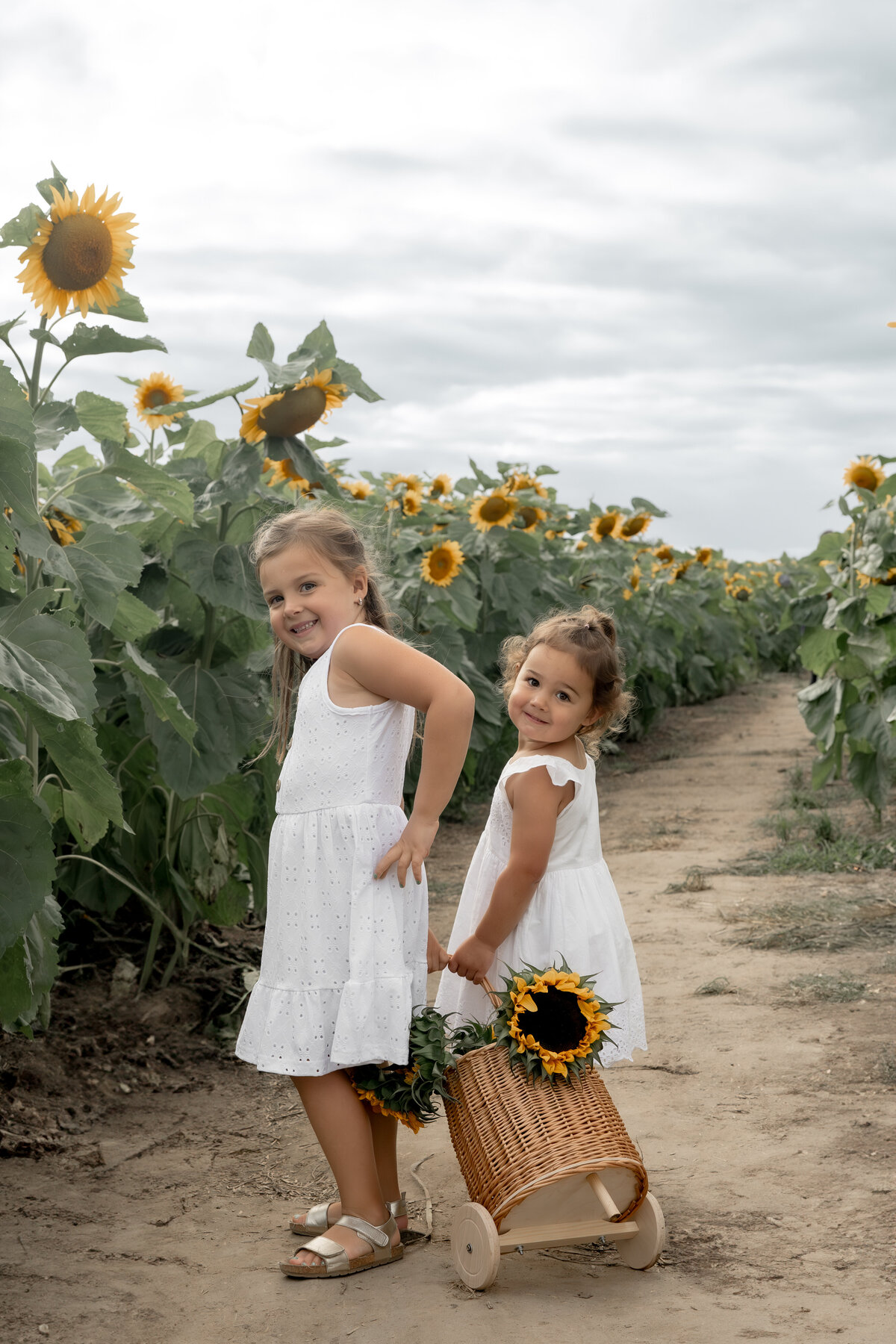 Sunflower Minis - Nadine-23