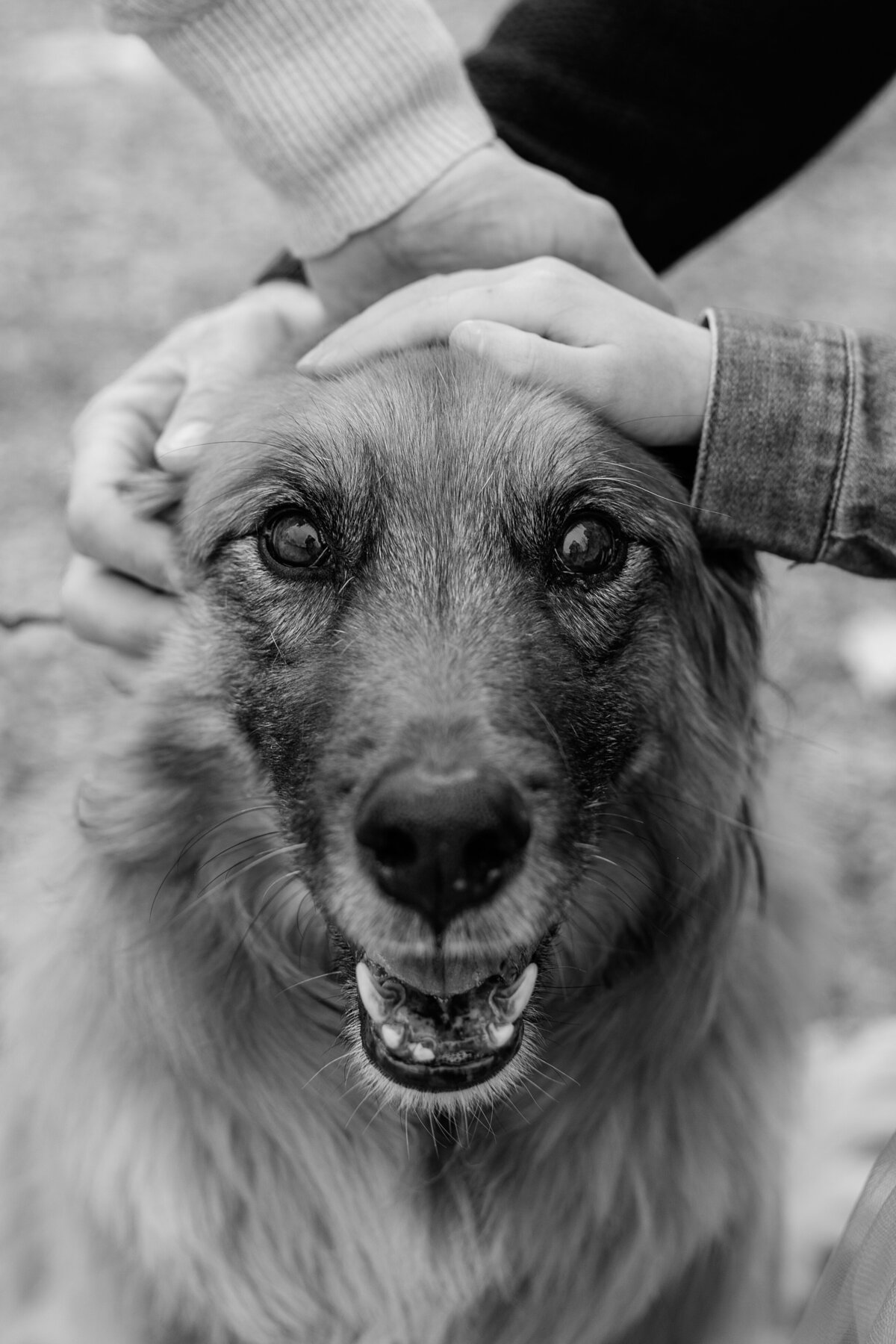hands-on-large-dogs-head
