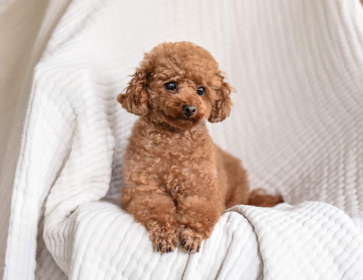 storytaildogs.com-24