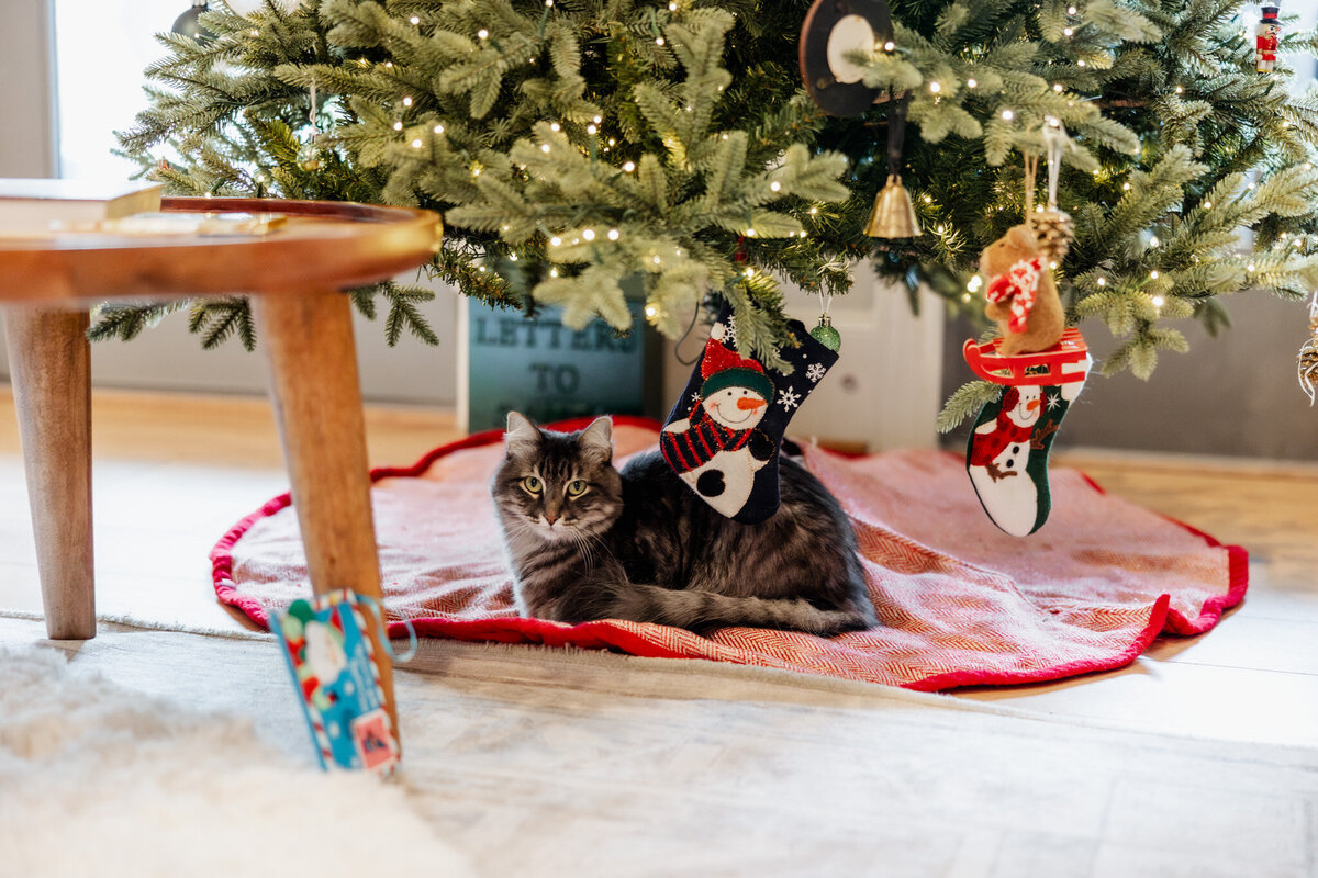 houston-christmas-mini-sessions-2024_189