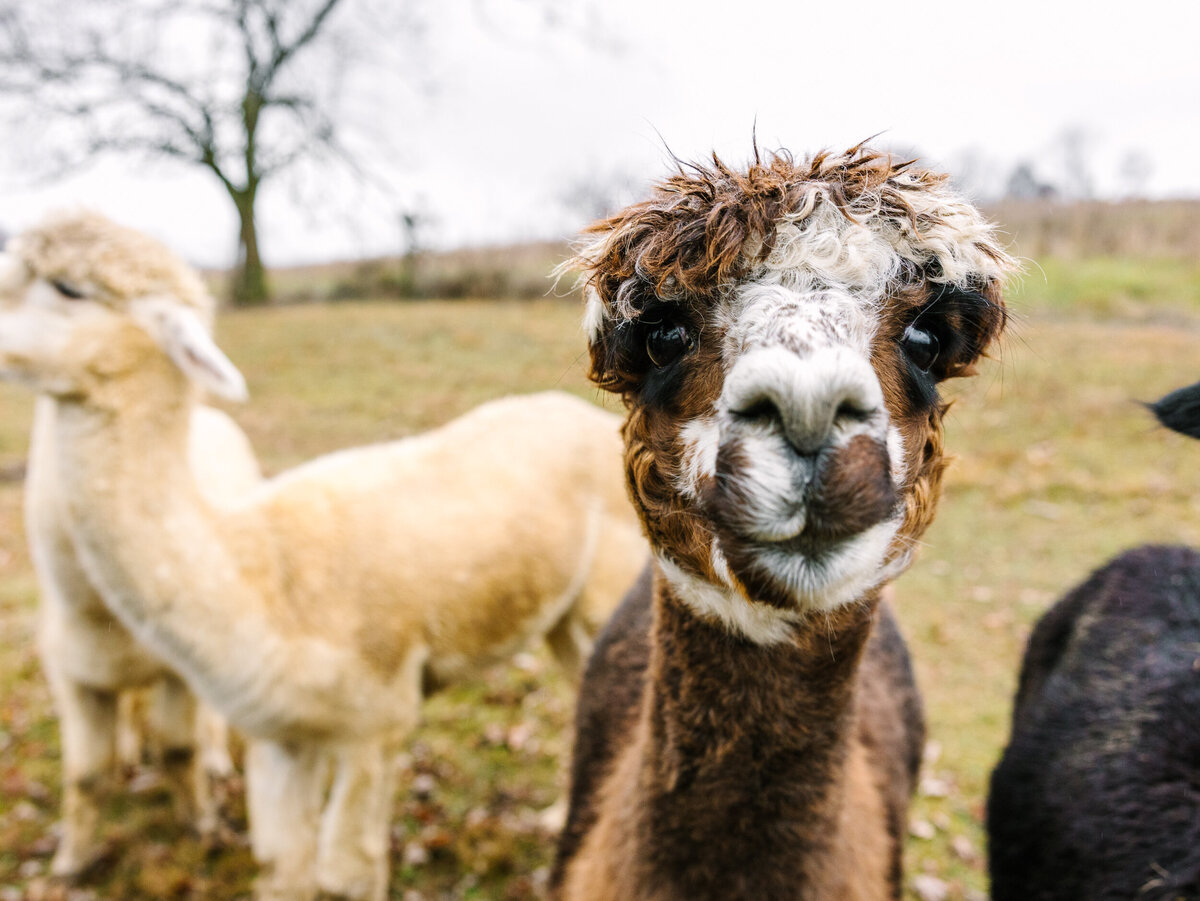 Alpaca-Farm-Portrait-Session-PA-NYC-Country-Rural-Maya-Lovro-Photography-38