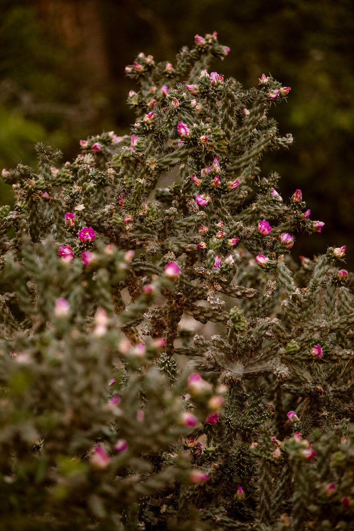 Beautiful pink flowers