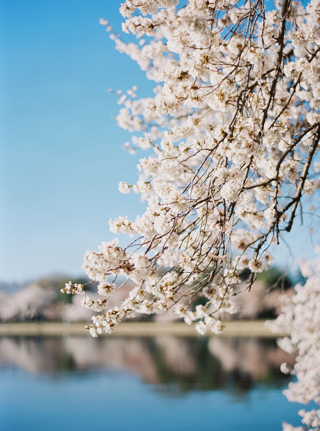 CherryBlossoms-60