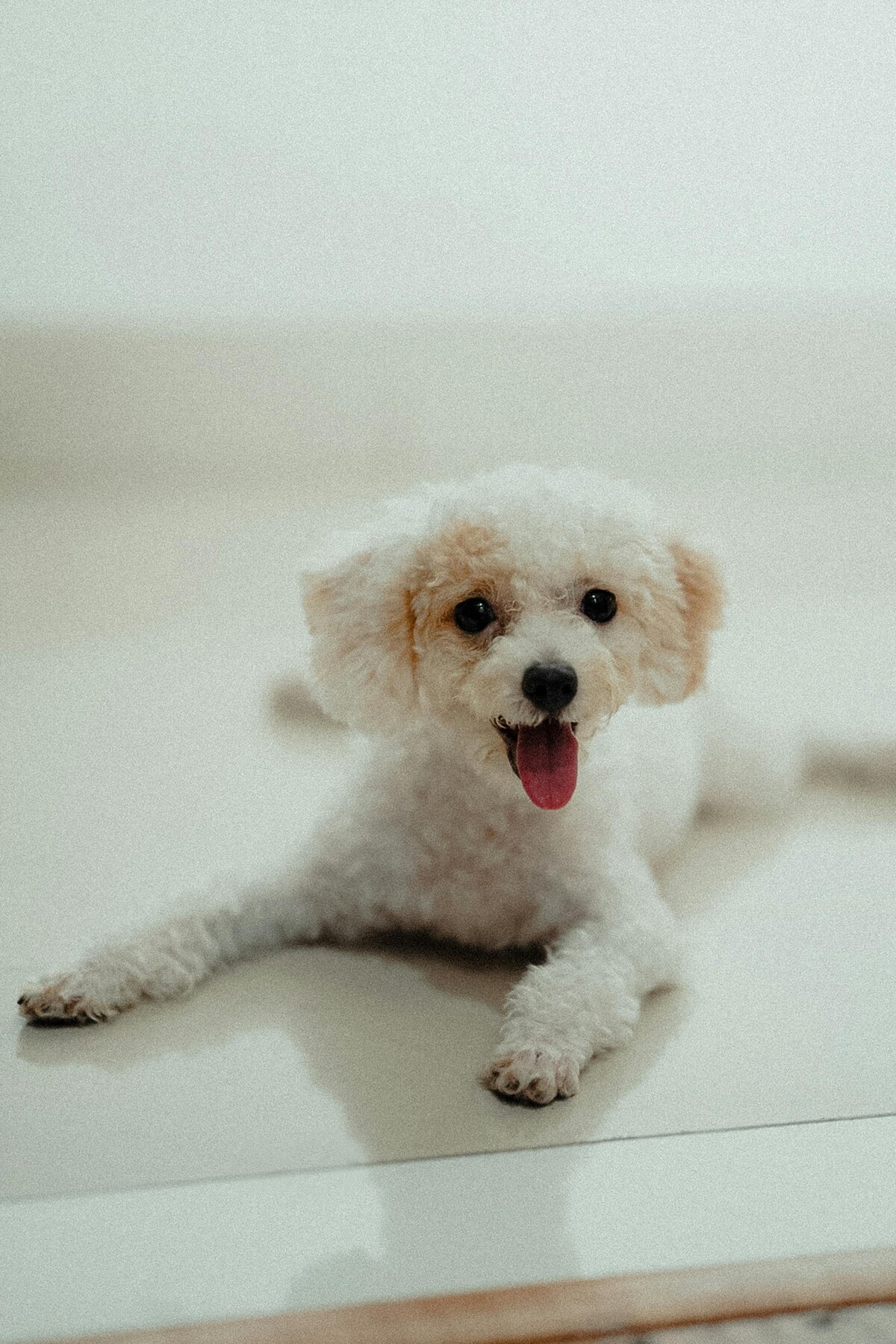 pexels-anh-nguyen-517648218-26793961