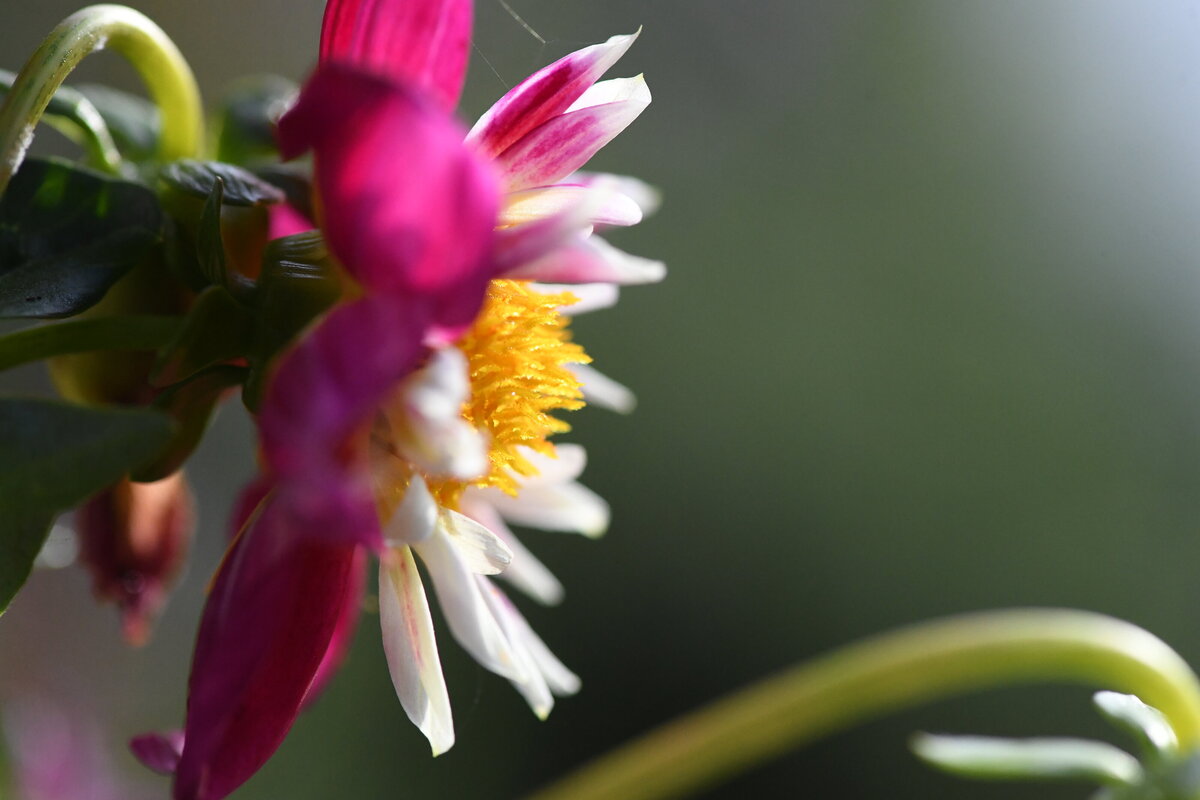 flower profiles - 3