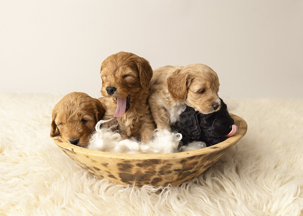 PETS_PUPPIESCAVOODLEDOGSGOLDENANDBLACKINABOWL