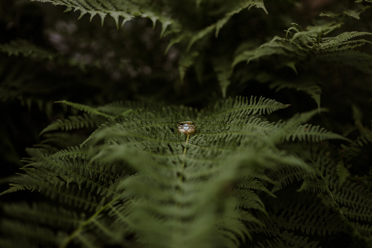 wedding rings on fern leaf