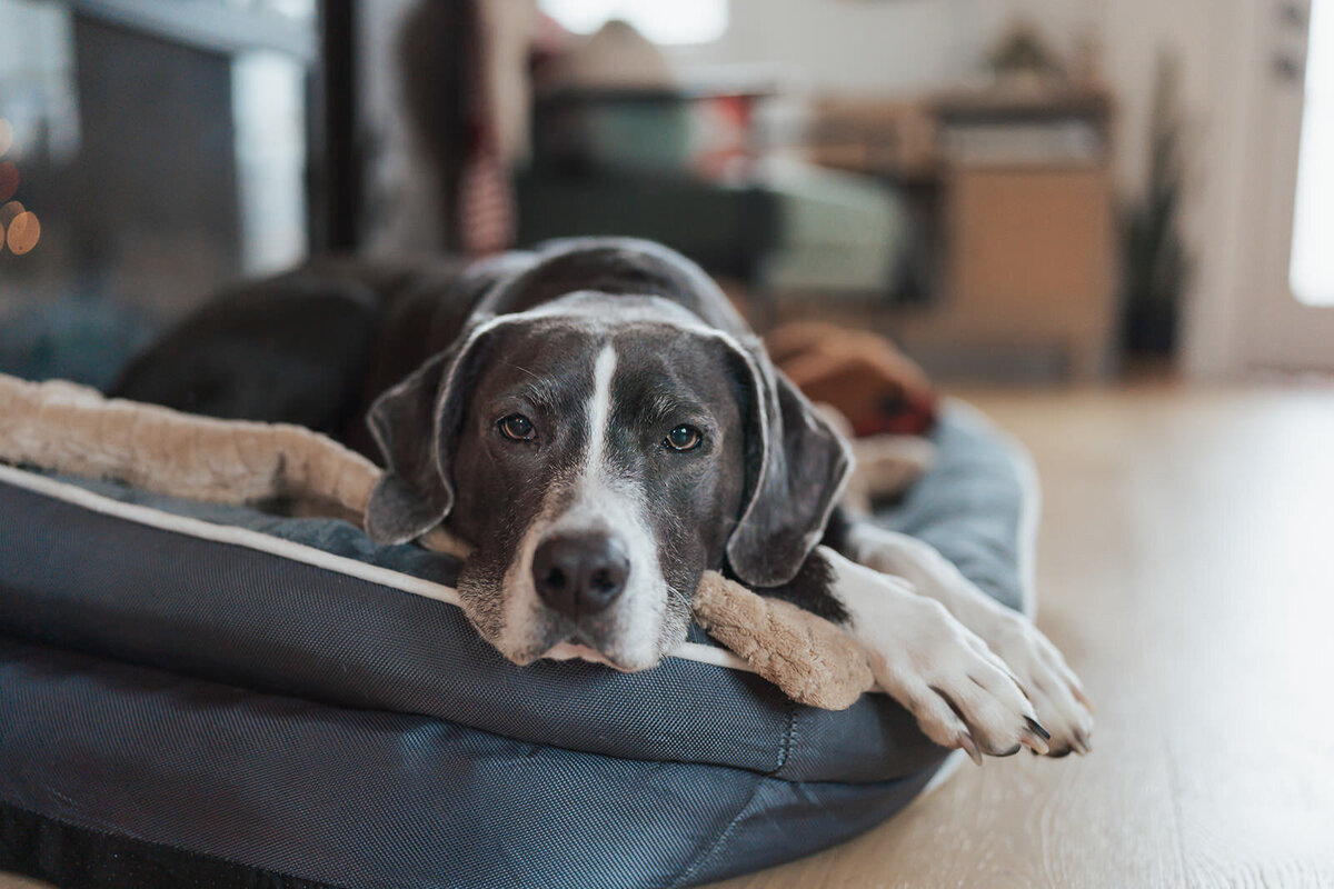 Dog rests his head on his dog bed
