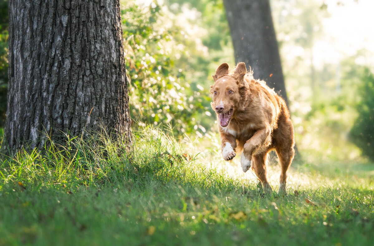 Revelaire Maryland Fine Art Pet Photography d1f