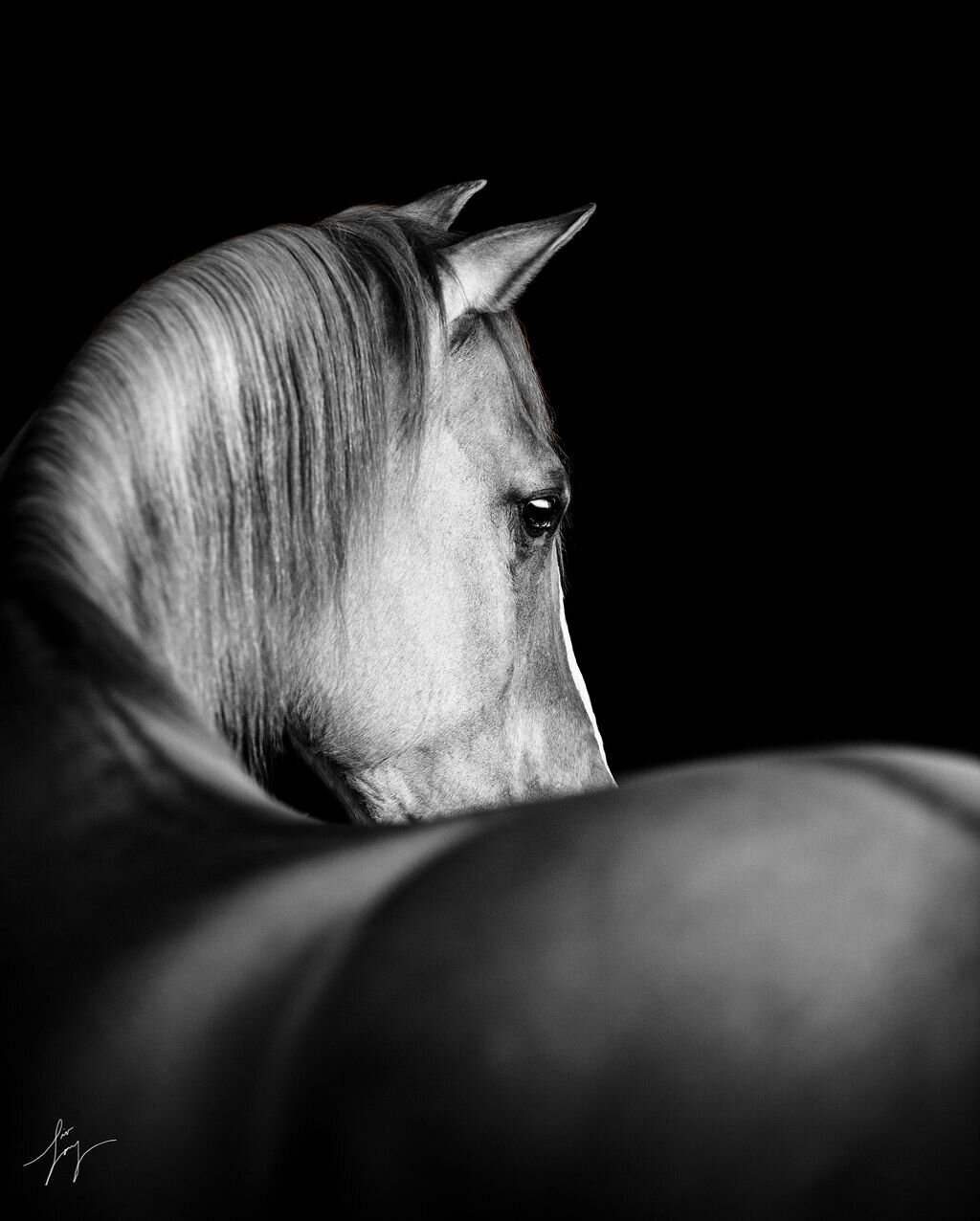 Fine Art Horse Portraits (27)