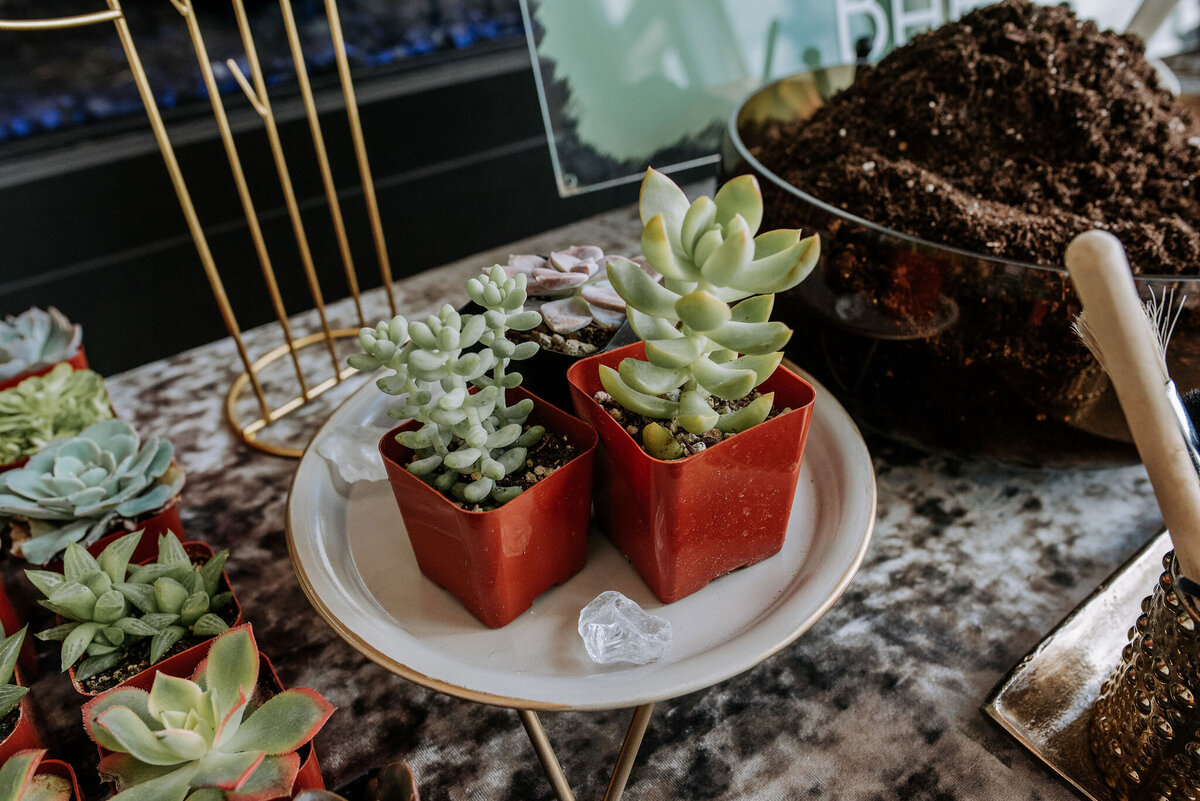 Potted Succulent Favor Corporate Event Gift