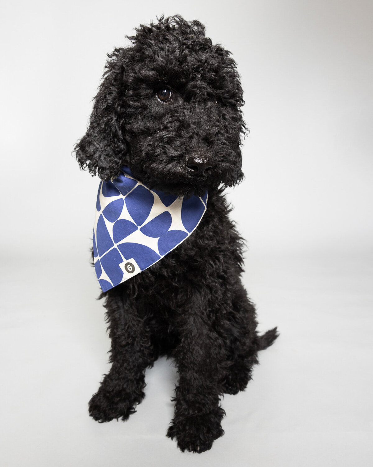 Kaori Stewart_Studio Dog Portrait_83