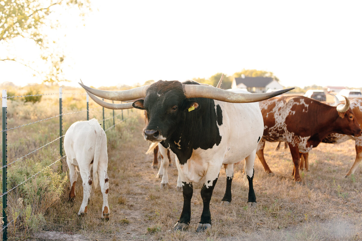 Dallas Sulphur Springs East Texas Ranch Tented Wedding-25