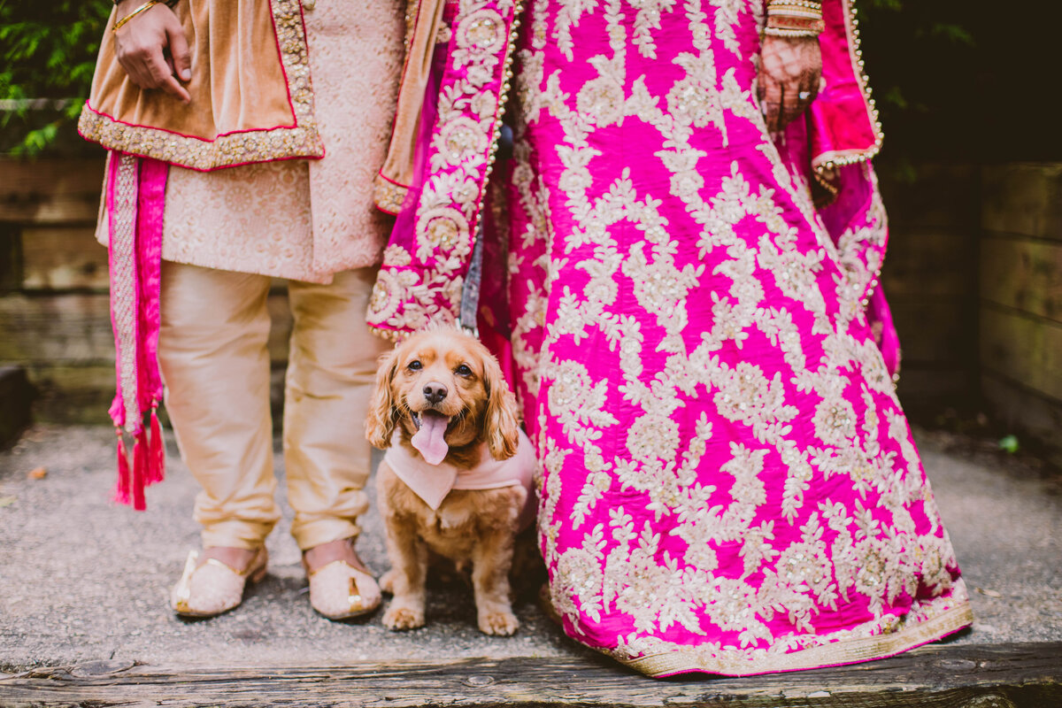 puppy dog in between the sikh indian bride and groom on the wedding