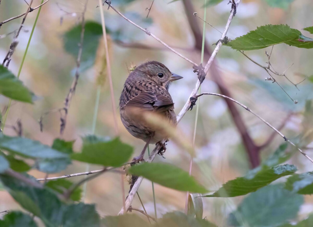 lincoln sparrow 2.0-D