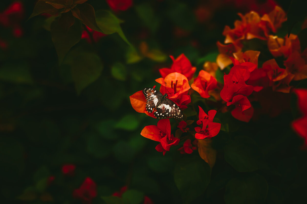 Savannah-photographer-traveler-Thailand-08
