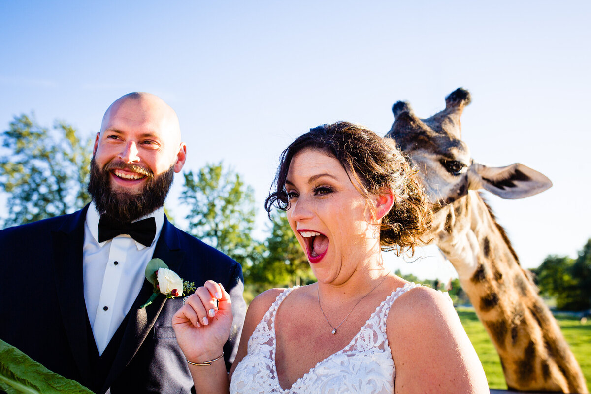 One of the top wedding photos of 2020. Taken by Adore Wedding Photography- Toledo, Ohio Wedding Photographers. This photo is of a bride and groom screaming ad laughing while feeding a giraffe at the Toledo Zoo Wedding Venue
