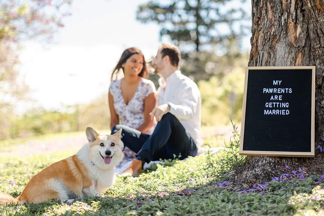 couple having their engagement photos done in brisbane with their corgi