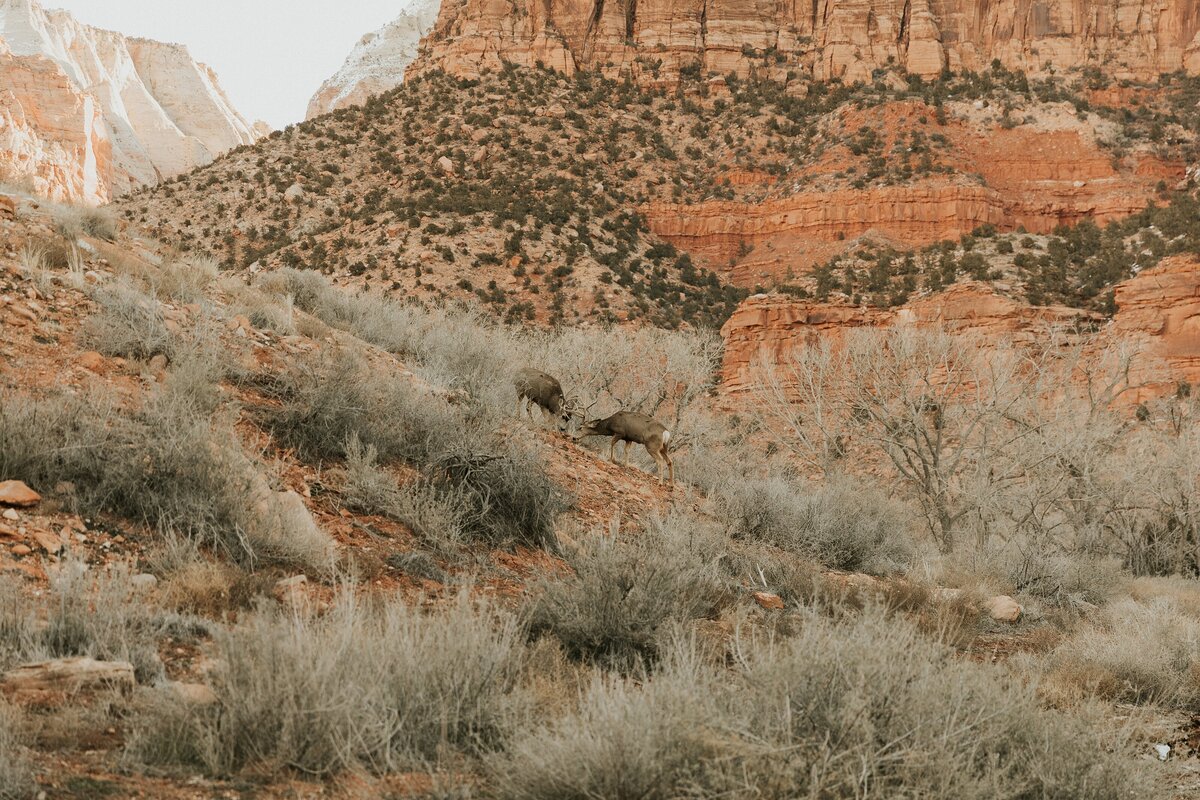 Zion-National-Park-Engagement-Session-16