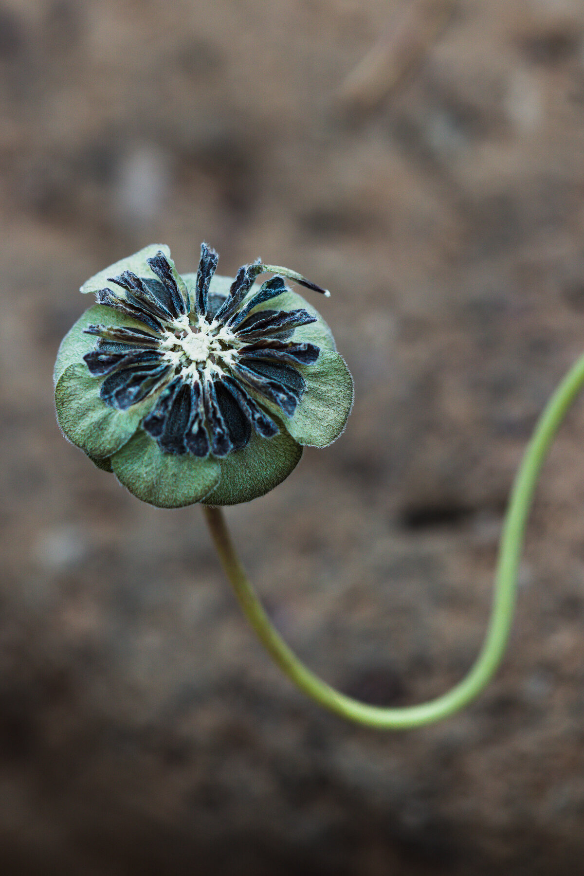 flower_ending_0003 C1