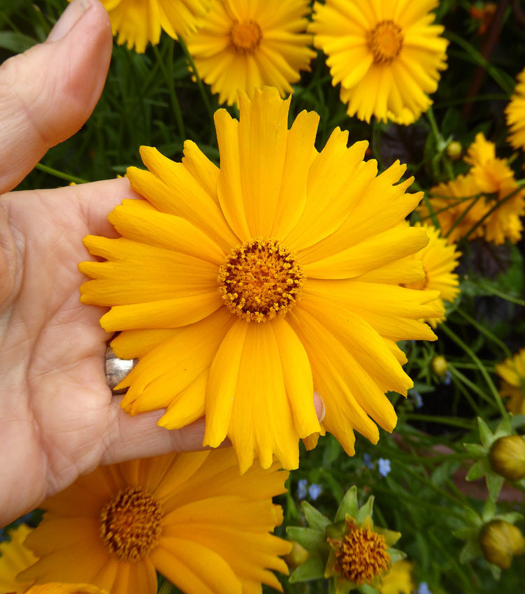 coreopsis_grandiflora_sunburst_bloom_01