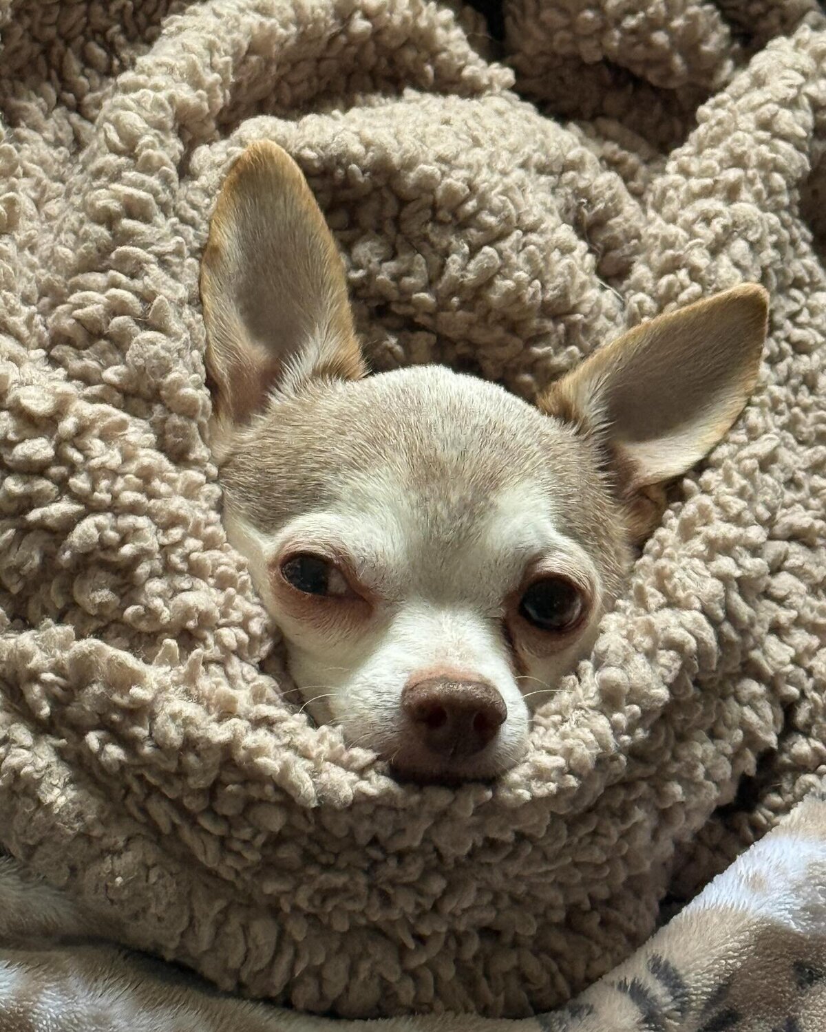 Chihuahua dog cozy in blanket on Alex Kaplan Bergen County NJ wedding photographer about page