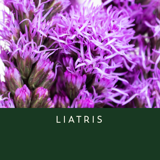Liatrus