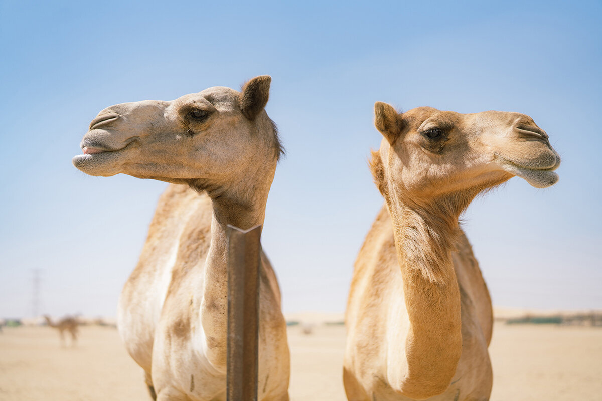 Michelle Norwood Living - Luxury Travel Inspiration - Dubai - benfinch-00531