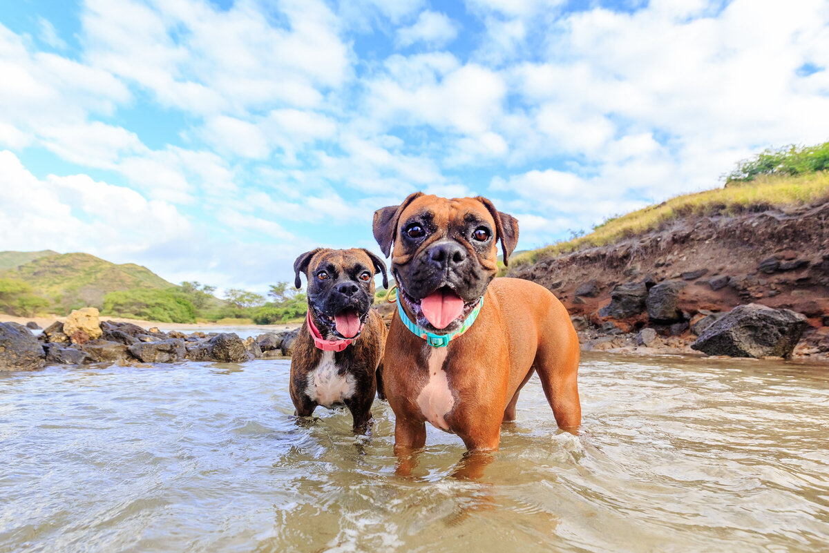 Hawaii Senior Dog Photography-20