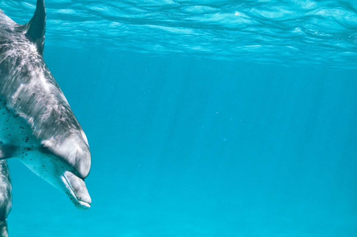 peekaboo dolphin copy