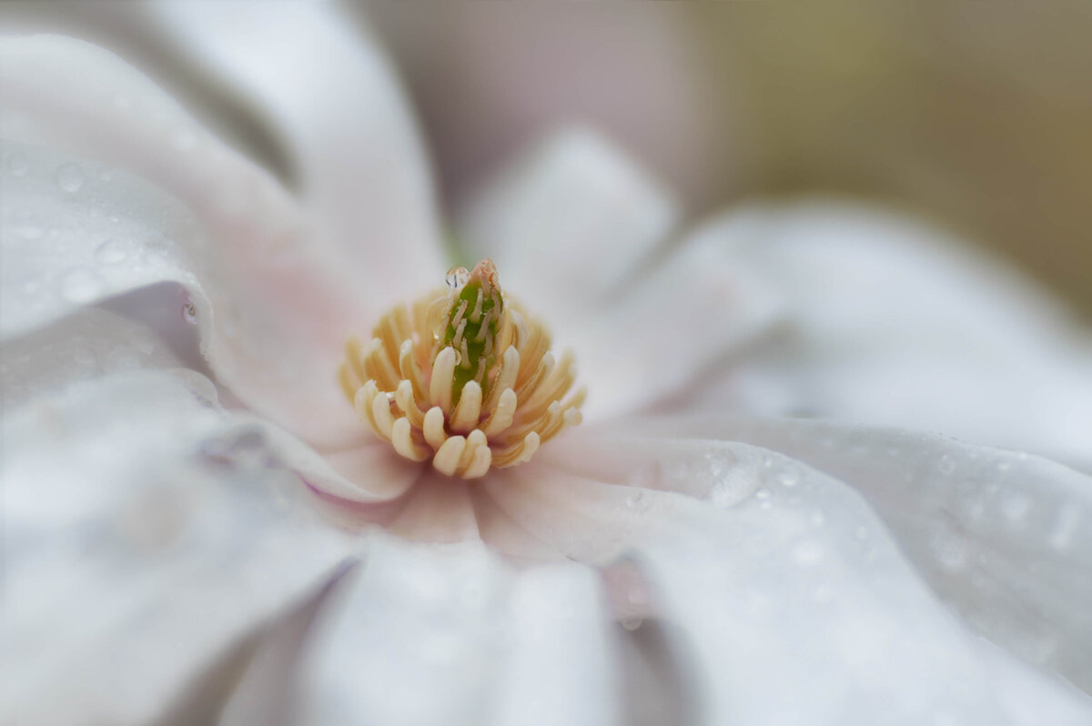 2021.03-Spring-Blooms-Flower-Chrissy-Donadi-Photography-Magnolia-Garden-Clear