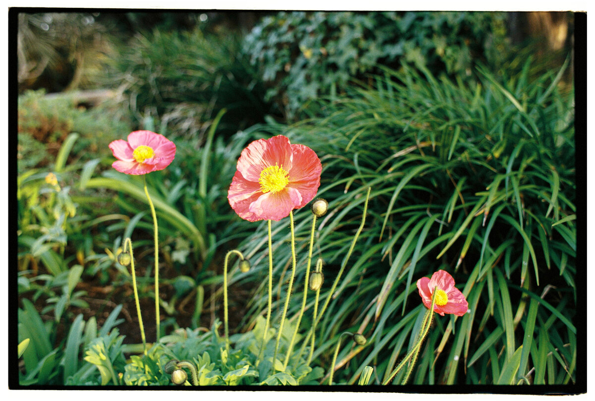 Close-up of a flower captured in an authentic, candid style by Kate Winters Photography in Carmel, California.